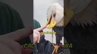 Ella salvó al águila y el águila se lo agradeció😱 [upl. by Niryt]