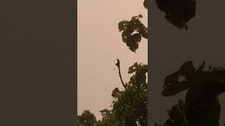 Greater rackettailed drongo [upl. by Neel]