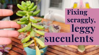 Leggy Succulent Rescue  Repotting a long Kalanchoe and Sedum [upl. by Ayitahs]