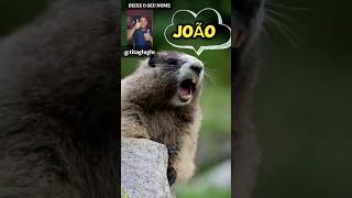 marmota gritando meme marmota chamando o nome João shorts [upl. by Nodnil]