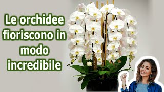 7 Segreti per far fioreire la tua orchidea tutto lanno  Lo so [upl. by Enitsed393]