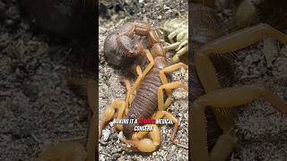 Deathstalker  the deadliest scorpion in the world 🦂 [upl. by Wickman]