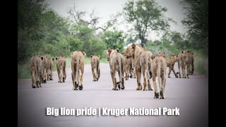 Big lion pride in the road  Kruger National Park [upl. by Lat]