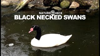 Black necked swans [upl. by Riocard997]