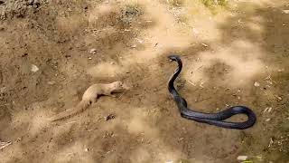 Mongoose vs Cobra Animals Documentary [upl. by Paviour]