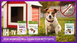 How To Keep Your Pets Teeth Healthy And Prevent Dental Disease [upl. by Geneva]