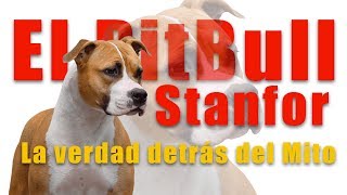 👉 TIPOS DE PITBULLS 👉 quotEl Pit Bull Estanfor “  stanfor  stanford  😱 [upl. by Marcia130]