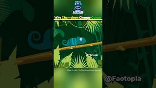 The Real Reason Why Chameleons Change Colour 😱 shorts fact factoholic chameleon amazingfacts [upl. by Arimas207]