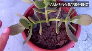 Crassula ovata careing tips in summer  summer fertilizer for crassula plant [upl. by Danila]