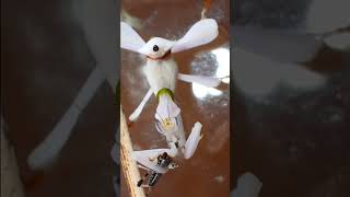 Orchid Mantis Hymenopus coronatus eats a grasshoppertimelapse shorts [upl. by Nillad]