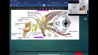 ANATOMI SISTEM NEUROSENSORIS PART 1 [upl. by Jonell]