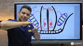 GIT  Mouth cavity  Part 1 [upl. by Ahsilla]