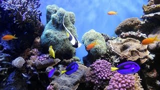 National Geographic  Ocean Animals Life Under the Sea  Widlife animals [upl. by Erikson]