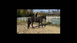 Gericault Warmblood Friesian x Canadian Warmblood 8 yo complementary video of gaits [upl. by Errol]