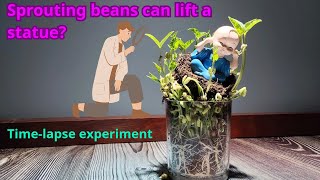 The life cycle of a bean plant in 20 days  Bean TimeLapse [upl. by Paulo890]