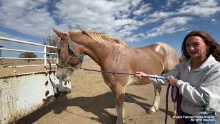 5 new rescued Belgian Draft horses from McLean TX arrive at the farm and we have more surprises [upl. by Ailalue]