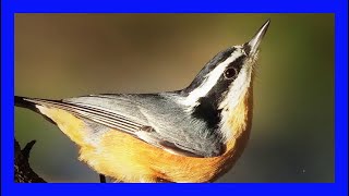 Redbreasted Nuthatch SInging Calling Chirping Trepador Canadiense Canto Sitta Canadensis [upl. by Eilsel]