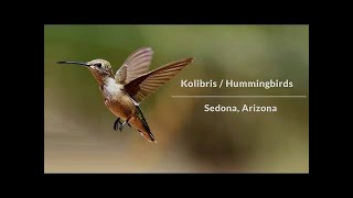 Kolibris Rekordbrechende Vögel und Luftakrobaten [upl. by Capp]