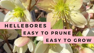 Hellebores How to Grow amp How to Prune Lenten Rose [upl. by Croteau]