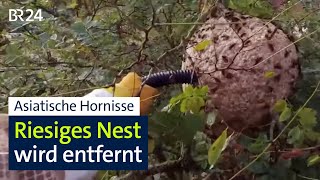 Asiatische Hornisse Riesiges Nest wird entfernt – dennoch Verbreitung in Bayern  BR24 [upl. by Eisso]