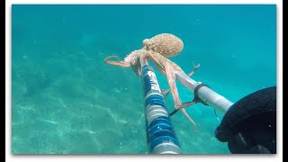 A caccia di polpi nel sotto costa Sardegna Pole Spear Fishing SUBTITLE [upl. by Nea]