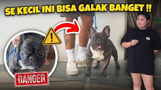 ANJING FRenchi SUPER GALAK ‼️ SUDAH GIGIT BANYAK ORANG [upl. by Adnawad869]