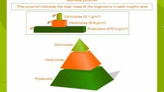 Ecological pyramids [upl. by Aduhey]