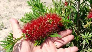 MACARTHUR™ Callistemon mid size dense bottlebrush  Ozbreed Native Shrubs amp Groundcovers [upl. by Marden292]