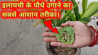 इलायची के पौधे को घर में कैसे उगाएँ  How to Grow Elaichi at Home  Cardamom Plant grow at home [upl. by Rafael770]