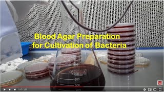 Blood Agar Preparation for Cultivation of Bacteria [upl. by Ednutey566]