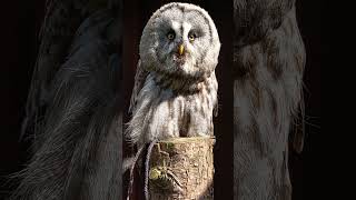 GREAT GREY OWL [upl. by Aldus800]