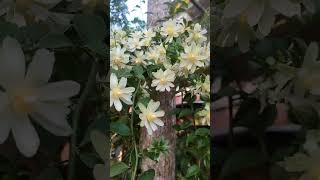 pereskia Aculeatahome flowers youtubeshorts [upl. by Aloiv531]