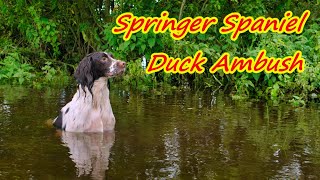 Springer Spaniel Duck Ambush [upl. by Ecitnerp]