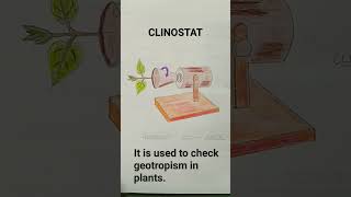 Clinostat Investigation Of Geotropism [upl. by Haag]