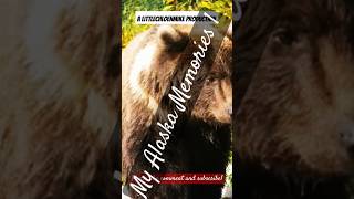 My Alaskan MEMORiES 1 alaskaadventures alaskaphotography vlogs wildlifeanimals bear [upl. by Hayimas]