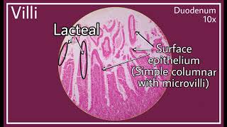 Duodenum Histology [upl. by Wing]