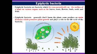 Rhizosphere Spermosphere and Phllosphere Microorganisms [upl. by Ybeloc]