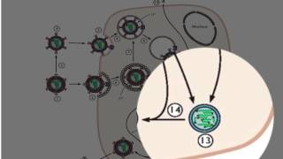 RNA synthesis from dsRNA genomes [upl. by Saxela399]