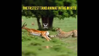 the fastest tand animatin✨☠️ animation viratvideo viratvideo youtubeshorts trending tiger [upl. by Haneeja883]