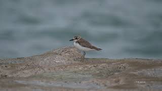 Greater Sand Plovers call [upl. by Romulus747]