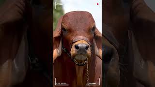 🔴 Ganado BRAHMAN ROJO ✅ Ganado de Engorde brahman brahmanrojo vacas [upl. by Leumas245]