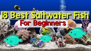 Choose This Saltwater Aquarium Fish for Beginners Best of 18 for You [upl. by Hooge]