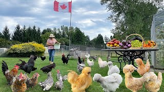 Mastering Organic Chicken Care Success Strategies Bountiful Garden Harvest amp Cook Nutritious Meal [upl. by Eceinaj]