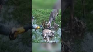 Rescue of swamp 🦌 deer 😍 l animal rescue shorts animals animalrescue [upl. by Janene]