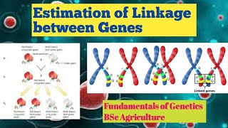 Estimation of Linkage between geneslinkage determination conceptualgeneticsandbreeding [upl. by Gean]