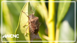 The stink bugs are coming How to keep these pests out of your house [upl. by Marka]