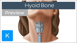 Hyoid bone structure movement and function preview  Human Anatomy  Kenhub [upl. by Lekar]