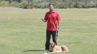 Dogs Innate Behavior [upl. by Benildis]