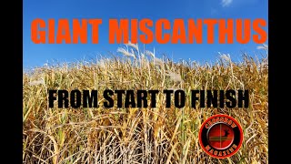 GIANT Miscanthus from start to finish [upl. by Assirod617]