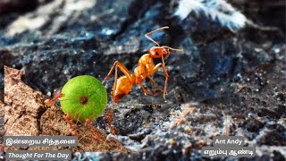 THE MOST POWERFUL Thought for the Day EVER by Vidyasree Subramaniam  எறும்பு ஆண்டி  Ant Andy 🐜 [upl. by Eletnahs]